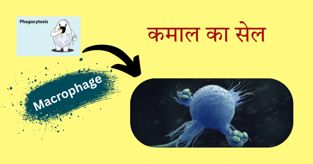 ट्यूबरक्लोसिस (tuberculosis)